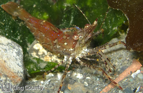Photo of Pandalus danae